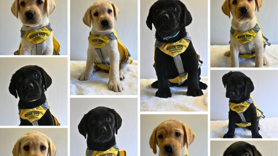 a collage of puppies