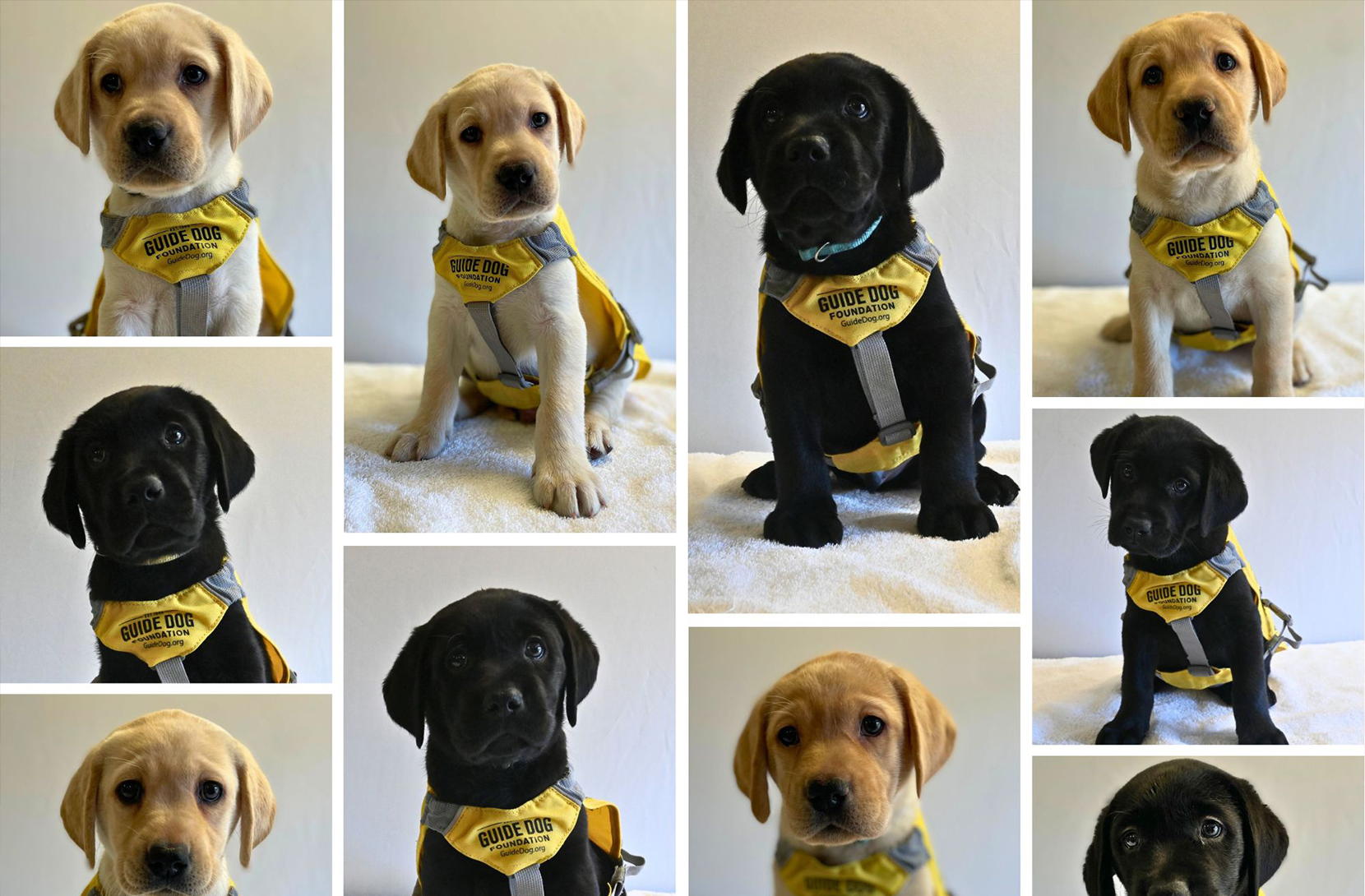 a collage of puppies